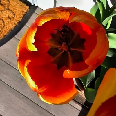 theoutdoorwoman's profile picture. Quest for knowledge and truth