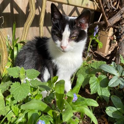 Zoe🌈1 Feb 18, Tia 🌈17 Apr 20, Juno (Squeak!) 🌈4 May 24, Nila & Silver. Adopted from @catcuddles, Greenwich #Ambassacats #TibbsysAngels #slayersoldiers