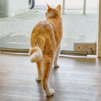 sora900505's profile picture. 委託小隊長 轉發人 愛貓