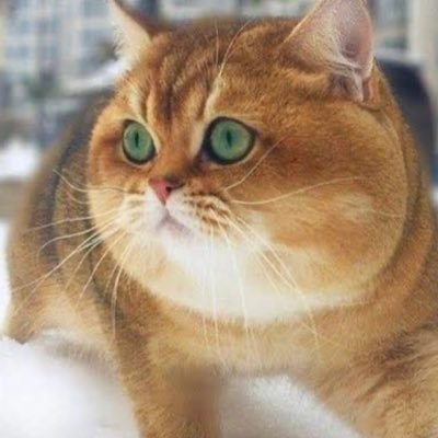 シャンさんのプロフィール画像