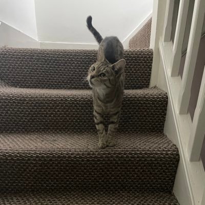 orca1765's profile picture. 