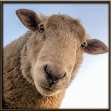Im a big left sheep in a big world, MEEeHHHHH