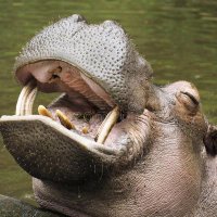 Hippo-Critical(@BlessedSouthpaw) 's Twitter Profile Photo