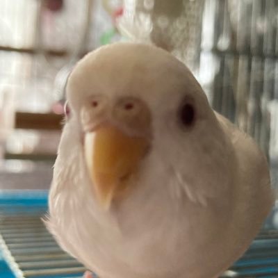 ❄️雪❄️セキセイインコを探しています。固定コメさんのプロフィール画像