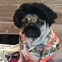 $Puglo Escobark (@pugloescobark) 's Twitter Profile