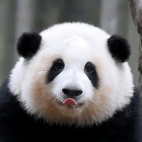 Pandamania(@xjin9) 's Twitter Profile Photo