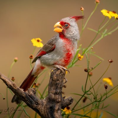 📸 Bird/Wildlife Photograper & Author. 🦜 https://t.co/A5LHTPzt4X 📷 All images ©️Denise A. Johnson Photography