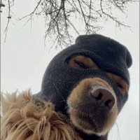 pepo (@pepofps1) 's Twitter Profile