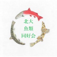 北大 魚類同好会 【公式】(@hokudaifish1022) 's Twitter Profile Photo