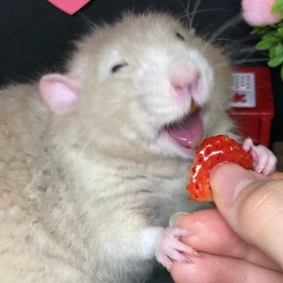 lunathehamster2 Profile Picture