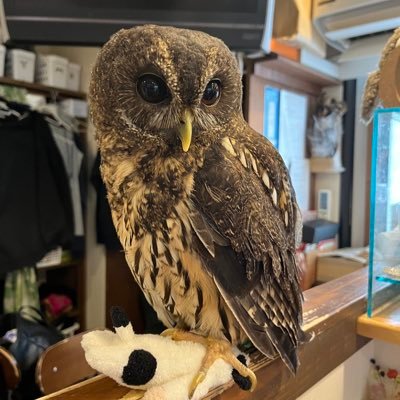 I made a new international account for owls. Main account @Ebisusama11 You Tube account https://t.co/AUT0HAbIzv Thank you for your help🙇‍♀️🙇‍♀️