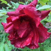 Nettles (@brightxpoison) 's Twitter Profile