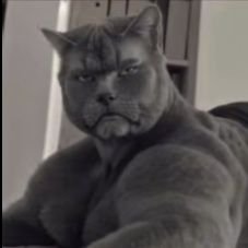 tanner637's profile picture. P100 Kate, sable, pig, unknown and kaneki