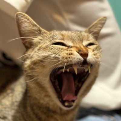 ワンコとニャンコと畑と食いものネタが八割強を占める平和と家族を愛するアカウントです。最近の悩みは余生をどうやって消化しようか、です。