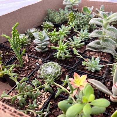 ValeriaMx_t's profile picture. 🍂