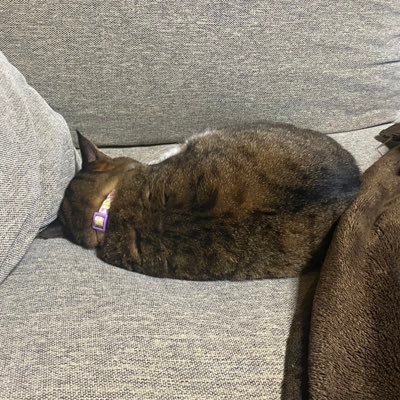pieko___'s profile picture. 勇者ヒンメルならそうしたってことだよ