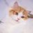 nyan_gnjb