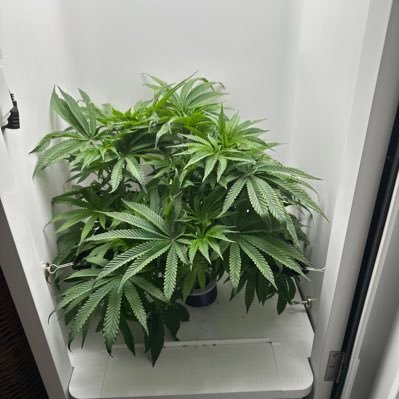 mstroodl's profile picture. We're all just a bunch of beta testers! Love a good sense of humor. If you are not American, your political opinion doesn't matter. Location Matters!