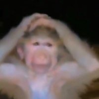 VI Multiplier (@multlplier) 's Twitter Profile