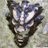 IainHaus's profile image