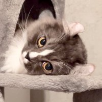 ロシュ猫ブログ (@roche0410) 's Twitter Profile