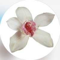 ♡ (@greyishbleu) 's Twitter Profile Photo