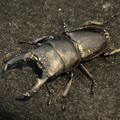 本土ヒラタクワガタ、スジブトヒラタ、アンタエウスオオクワガタ (ダンプー、シェムガン、トンサ、東モンガル、ガントク、カチン、キャメロンハイランド、カオバン、ドイサケット)、ギラファノコギリ (ケイスケ)、パプキンやアウラタキンイロクワガタなどブリード中です。採集も少し。