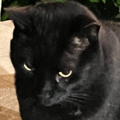 ss_braindump's profile picture. 