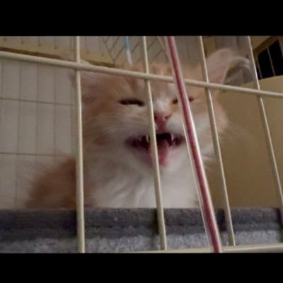 ごうりらさんのプロフィール画像