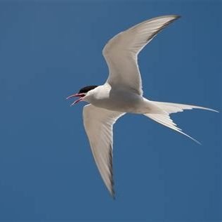 tern Profile
