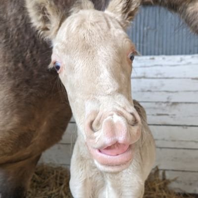 牛飼い初心者の弱小、小規模農家です。
馬もいます。血統は詳しくないです。
馬も牛もよく分かりません。
十勝地方寄りの釧路地方