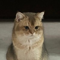 Vigo. (@vigo0x) 's Twitter Profile
