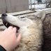 Wolf Woof (@wolf_woofe22340) Twitter profile photo