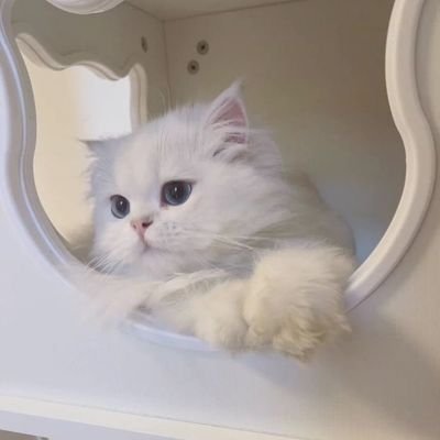 k_oii9's profile picture. اللّٰه ما ينسى، اللّٰه يعوض..🤍