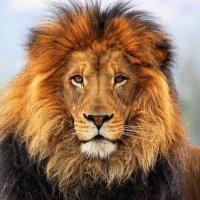 Aslan (@aslan10tr) Twitter profile photo