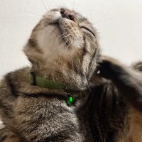 騎士 (@knight_61922) 's Twitter Profile