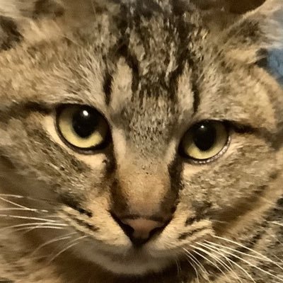 moco2k2's profile picture. 猫好きお絵描き練習中 1日1枚描けたら描く 只今体調不良