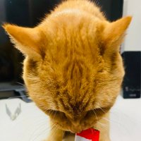 虎太郎⊿ネビュラ 愛知①②🐟怪獣 愛知② (@neko_kotaro) 's Twitter Profile