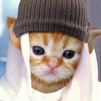 HABIBI🌵🏜️🐱 (@habibicn_solana) 's Twitter Profile