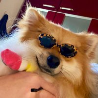 ライキン&チチウエのおやこでゲーム🎮withレオン🐕(@raikingames) 's Twitter Profile Photo