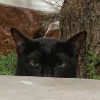 อากินิกะแมวซ่าท้านรก (สอบ) (@akimiko352022) 's Twitter Profile Photo