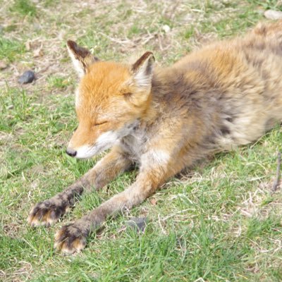 @kemopettoの写真垢です 🐱とか🦊とか🌼とか色々載せていきたいです