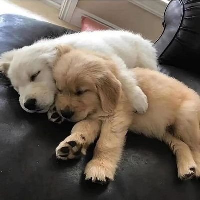 lovelygoldens's profile picture. 