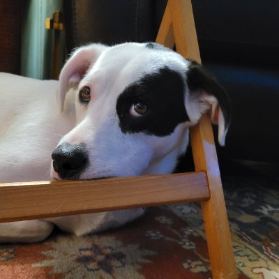 saxontaylortii's profile picture. Pioneer soft-quitter. 
Long time cyclist; tri,bi,motor, and uni (in that order).