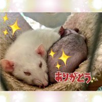 misuZoo 小動物保護活動 (@misuzu_misuzoo) 's Twitter Profile