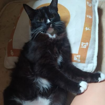 kdostudy's profile picture. studytech // java // conta destinada ao enaltecimento de gatinhos, mangás e a área de profissão que escolhi