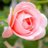 impatiens725
