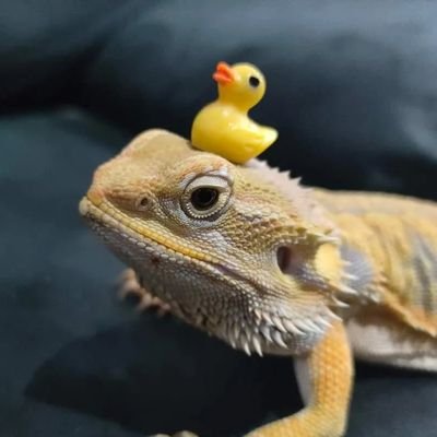 dragonnnnnnnns
ancom/transfem/j'apprends des trucs etc..
bs : https://t.co/xeT458AsCB
pv : @DracoSarahPVera