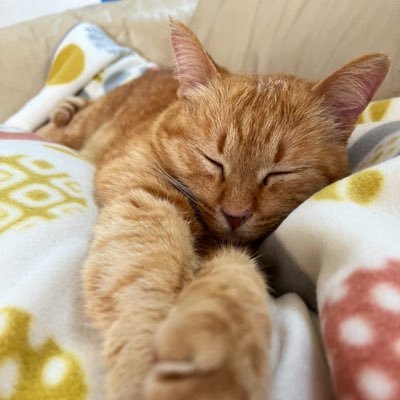 リプ豚さんのプロフィール画像