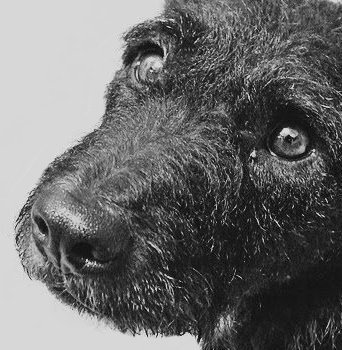 eddiethestray's profile picture. I'm a dog, crossed with many breeds. I was once a stray, but now I live in a nice home with my wonderful owners,mum and Sam.